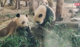 娱乐吃瓜熊猫视频下载,娱乐瞬间尽收眼底